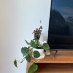 there is a plant that is sitting on a wooden table