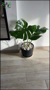 there is a plant that is sitting on the floor in a pot