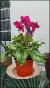 there is a potted plant on a plate on a table