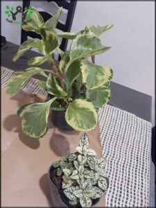 there is a potted plant on a table with a chair