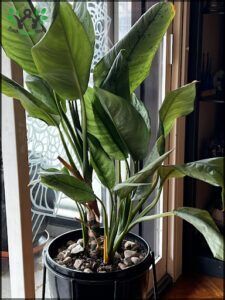 there is a potted plant sitting on a table in front of a window