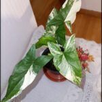 there is a potted plant with a white and green leaf on a table