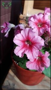 there is a potted plant with pink flowers on a table