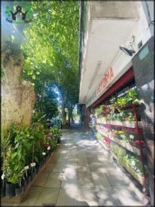 there is a sidewalk with a lot of plants and flowers