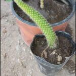 there is a small cactus plant in a pot on the ground