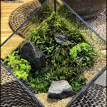 there is a small glass box with moss and rocks inside