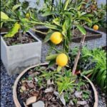 there is a small lemon tree in a pot on the ground