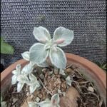 there is a small plant that is growing out of a pot