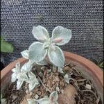 there is a small plant that is growing out of a pot