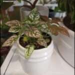 there is a small potted plant with a pink and white leaf