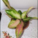 there is a small potted plant with green and pink leaves