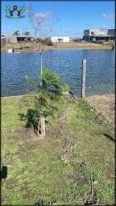 there is a small tree that is growing in the grass