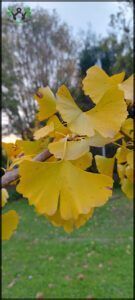 there is a yellow leaf on a tree branch in the park