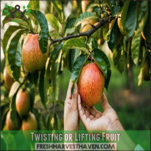 Twisting or Lifting Fruit