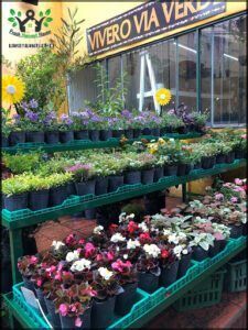 Vía Verde Plant Nursery