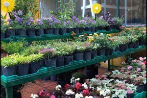 Vía Verde Plant Nursery