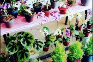 Virginia Plantas y Flores