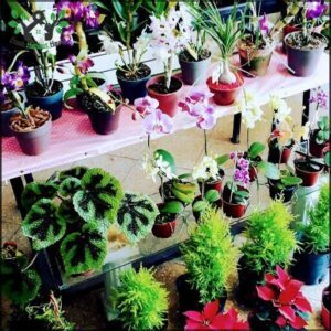 Virginia Plantas y Flores
