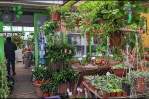 Vivero AllGreen