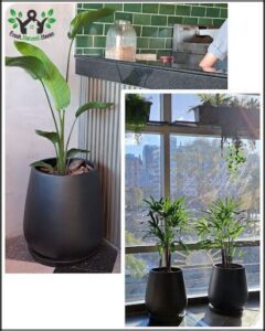 Vivero Country Green