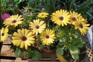 Vivero del Sur