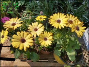 Vivero del Sur