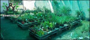 Vivero EcoHuerta