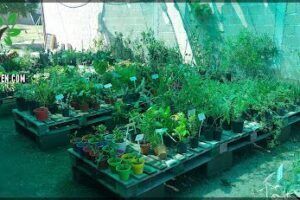 Vivero EcoHuerta