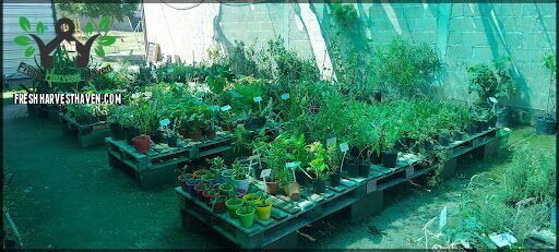 Vivero EcoHuerta