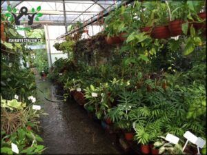 Vivero El Algarrobo