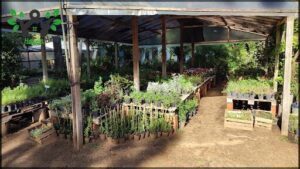 Vivero El Danielito