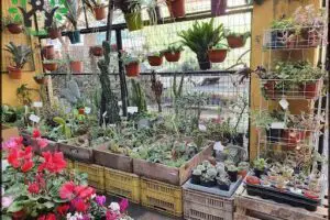 Vivero El Maitén