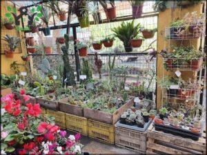 Vivero El Maitén