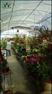 Vivero El Timbó