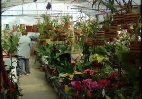 Vivero El Timbó