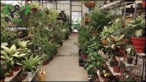 Vivero Flox