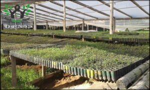 Vivero Forestal El Curupí