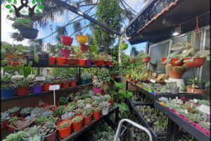 Vivero Heian