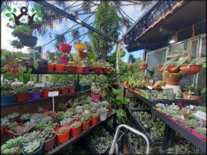Vivero Heian