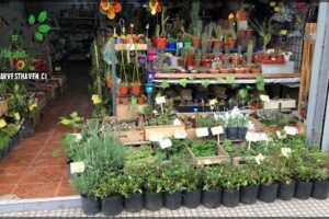 VIVERO - HOGAR JARDIN