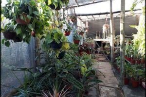 Vivero Irupé