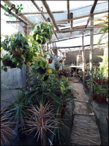 Vivero Irupé