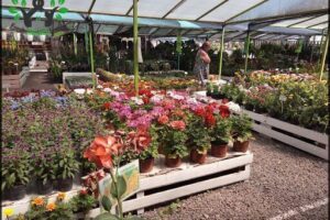 Vivero Las Palmeras Resistencia
