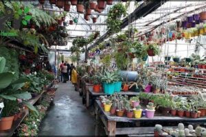 Vivero Marisel