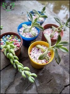 Vivero Mis plantitas sucact