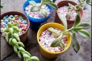 Vivero Mis plantitas sucact