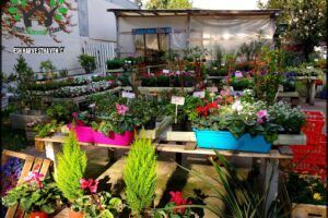 Vivero Raizmadre