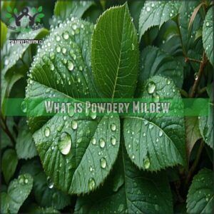 What is Powdery Mildew