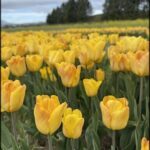 yellow tulips in a field of green grass with a blue sky in the background