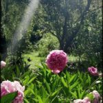 A beautiful pink flower stands out in the sunlight, surrounded by green grass and trees.